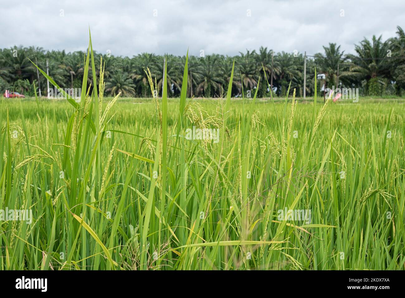 plante de riz poussant sur le champ humide de lit de paddy. Banque D'Images