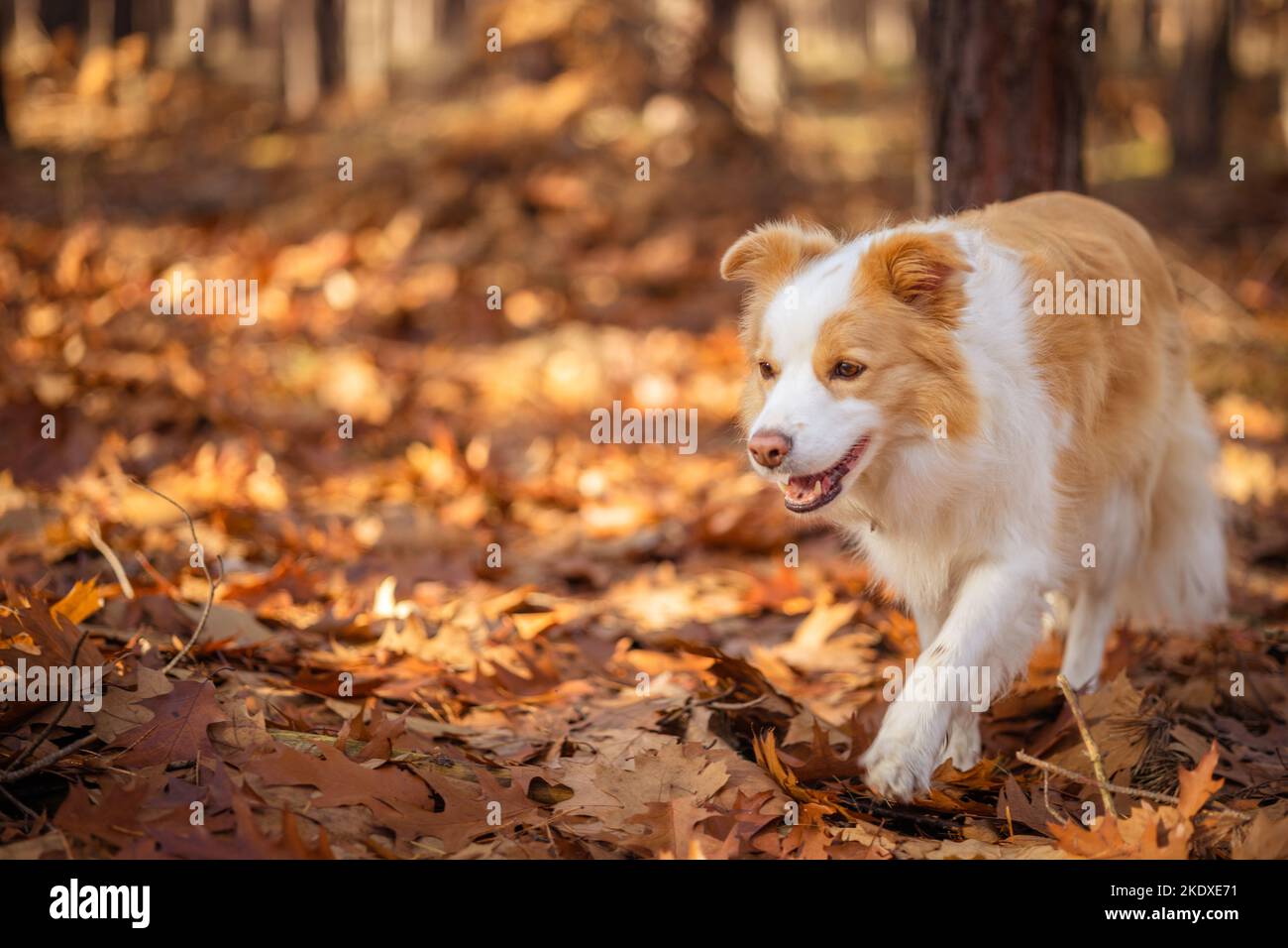 Border collie chien dans la forêt d'automne. Banque D'Images