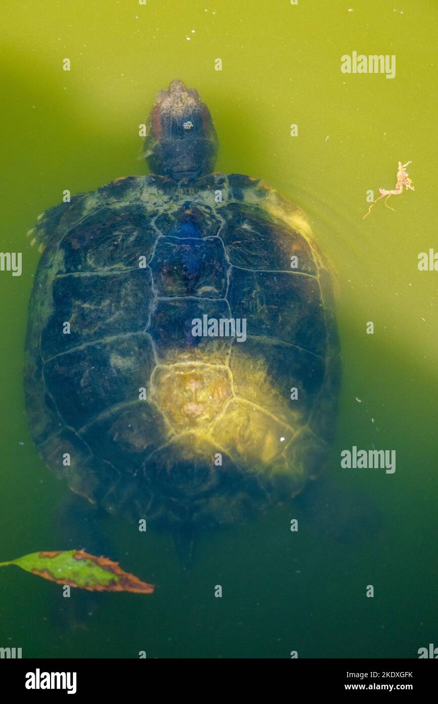 Tortue nageant dans l'étang au zoo local Banque D'Images