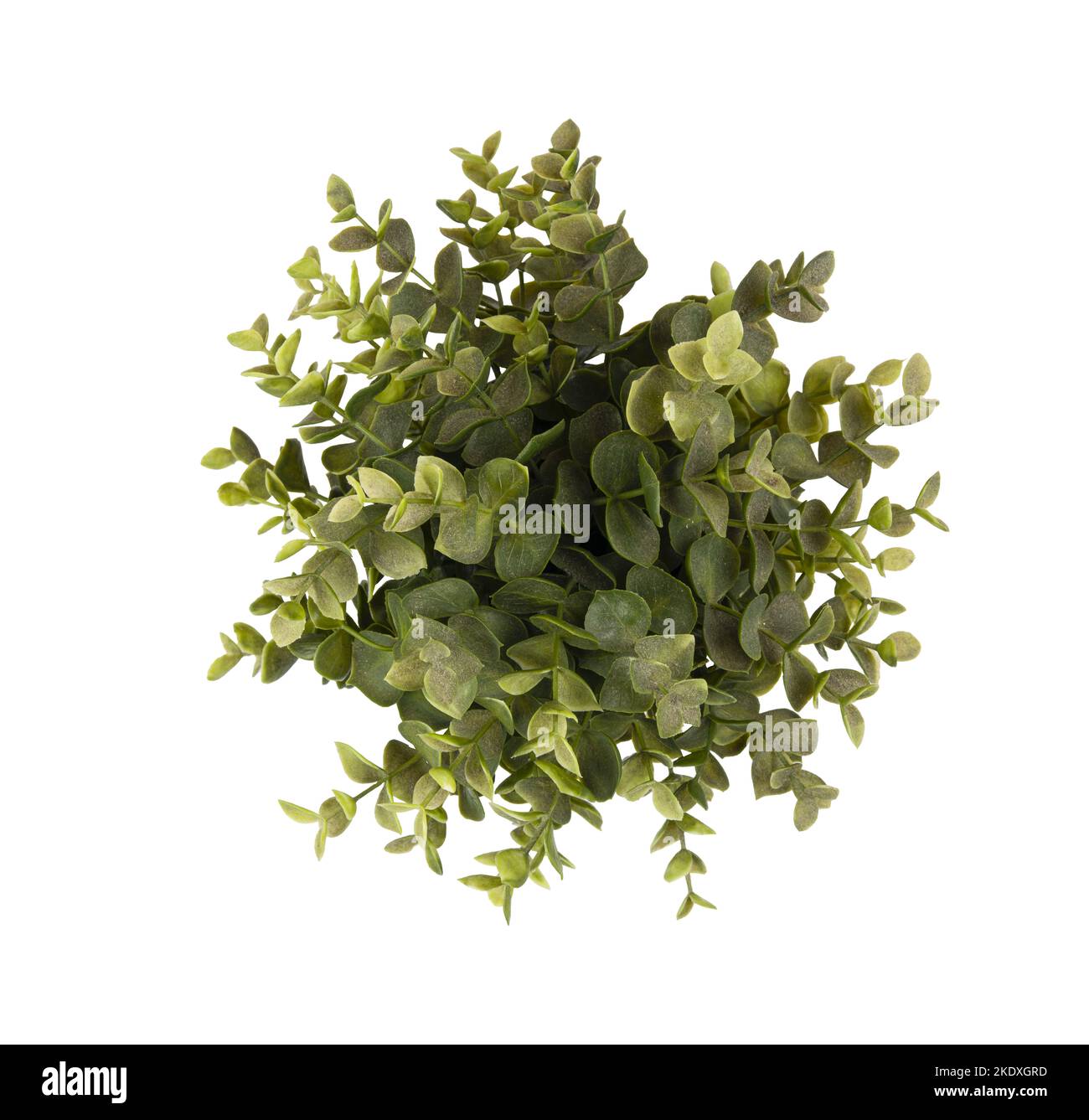 une plante verte semble d'en haut sur un fond transparent Banque D'Images