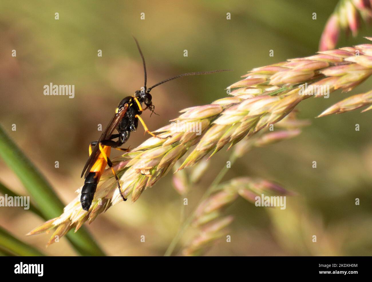 Guêpe ichneumon Banque D'Images