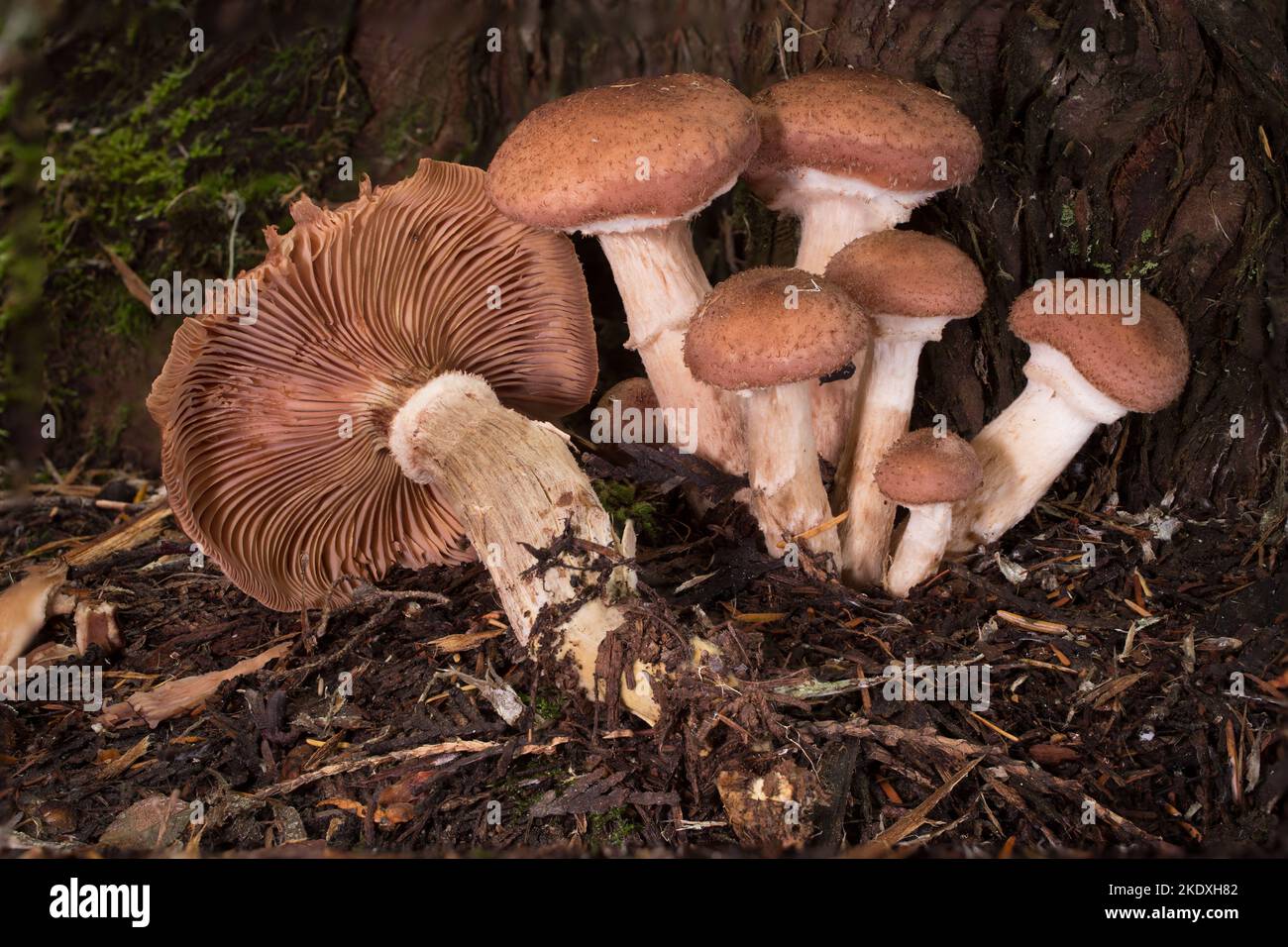 Grands champignons au miel, Armillaria cf. Altimontana, poussant à la base d'un cèdre rouge de l'ouest, sur le ruisseau Threemile, à l'ouest de Troy, Montana. Royaume Banque D'Images
