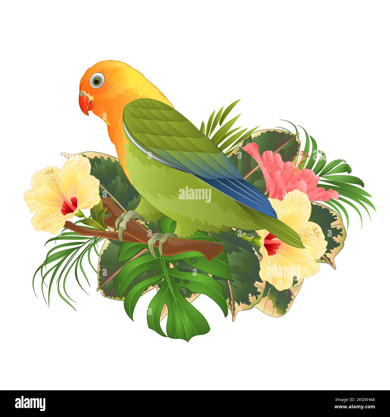 Parrot lovebird Agapornis oiseau tropical debout sur une branche et hibiscus sur un fond blanc vintage vecteur illustration modifiable main dessiner Illustration de Vecteur