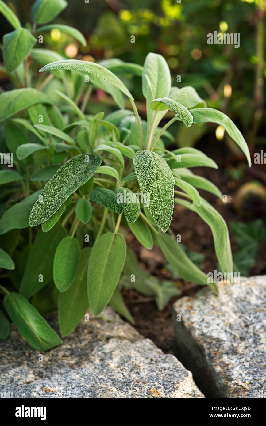 Sauge dans le jardin. Plantes médicinales en croissance. Homéopathie aromathérapie. Traitement à base de plantes. Plante vivante salva. Médecine. Mode de vie naturel des plantes bac Banque D'Images