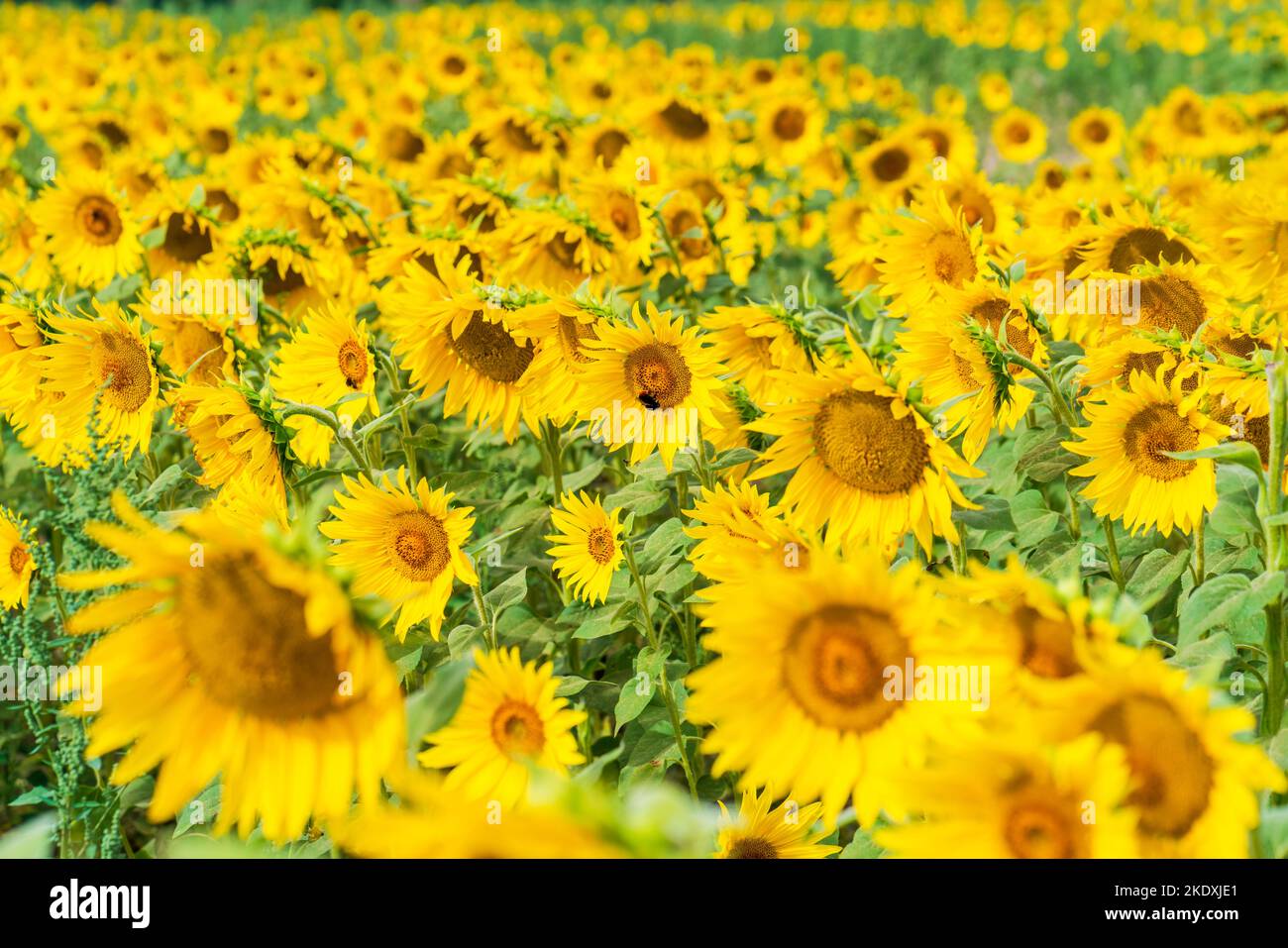 Un champ de tournesols en Angleterre - accent sélectif sur une fleur Banque D'Images
