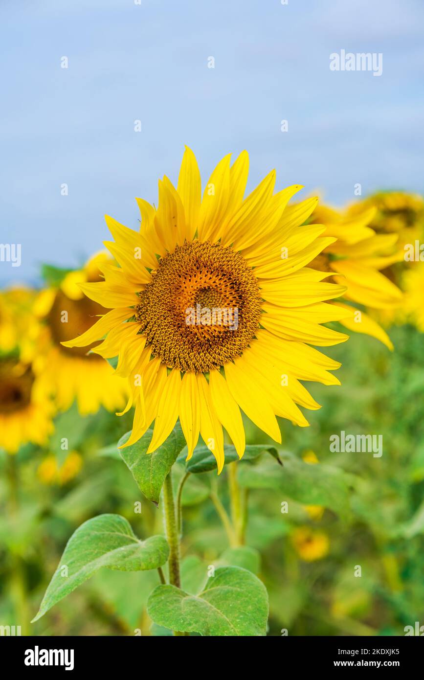 Un champ de tournesols en Angleterre - accent sélectif sur une fleur Banque D'Images