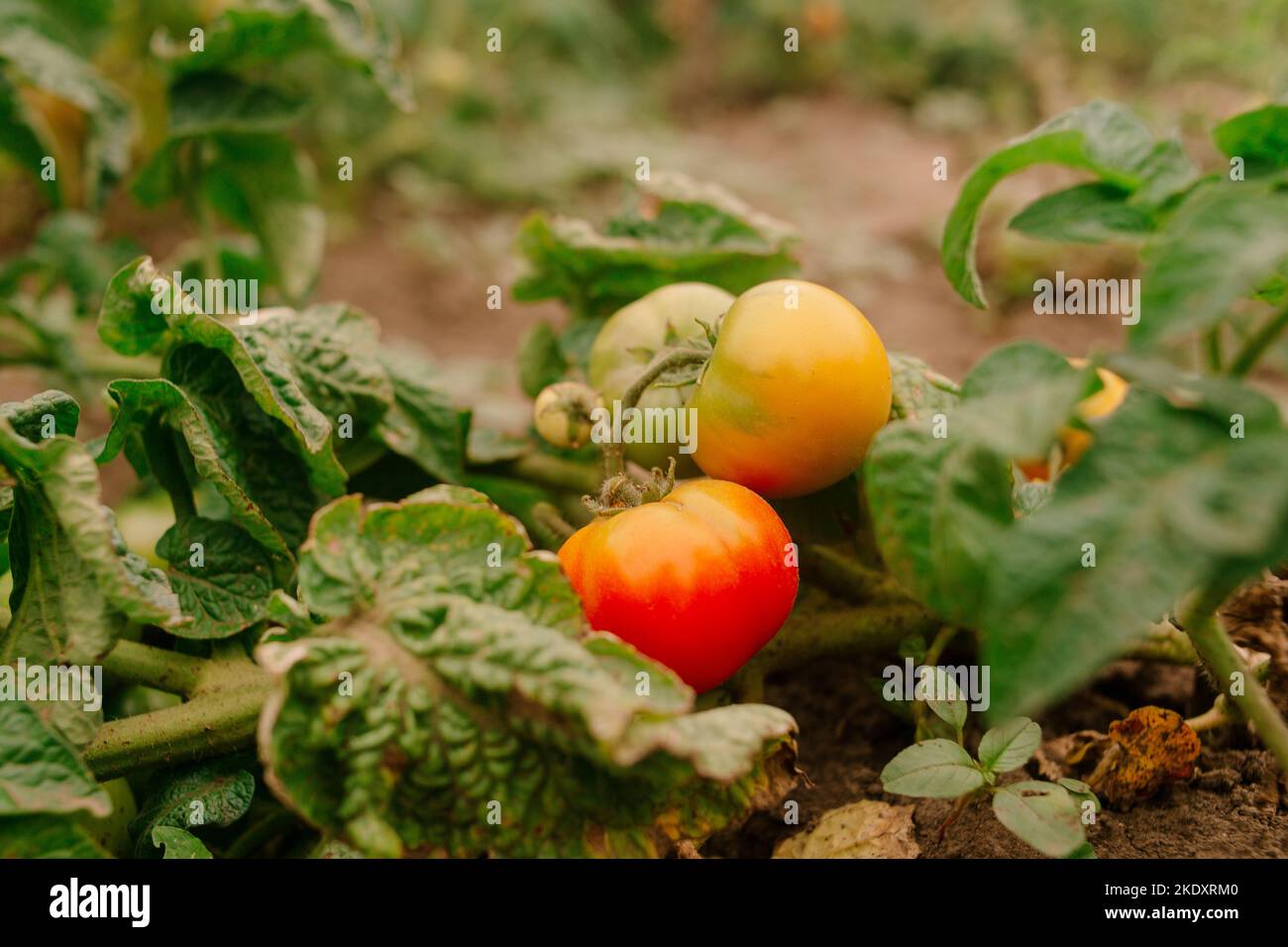 Petites tomates fraîches avec des feuilles vertes sur terre de plantation le jour d'été Banque D'Images