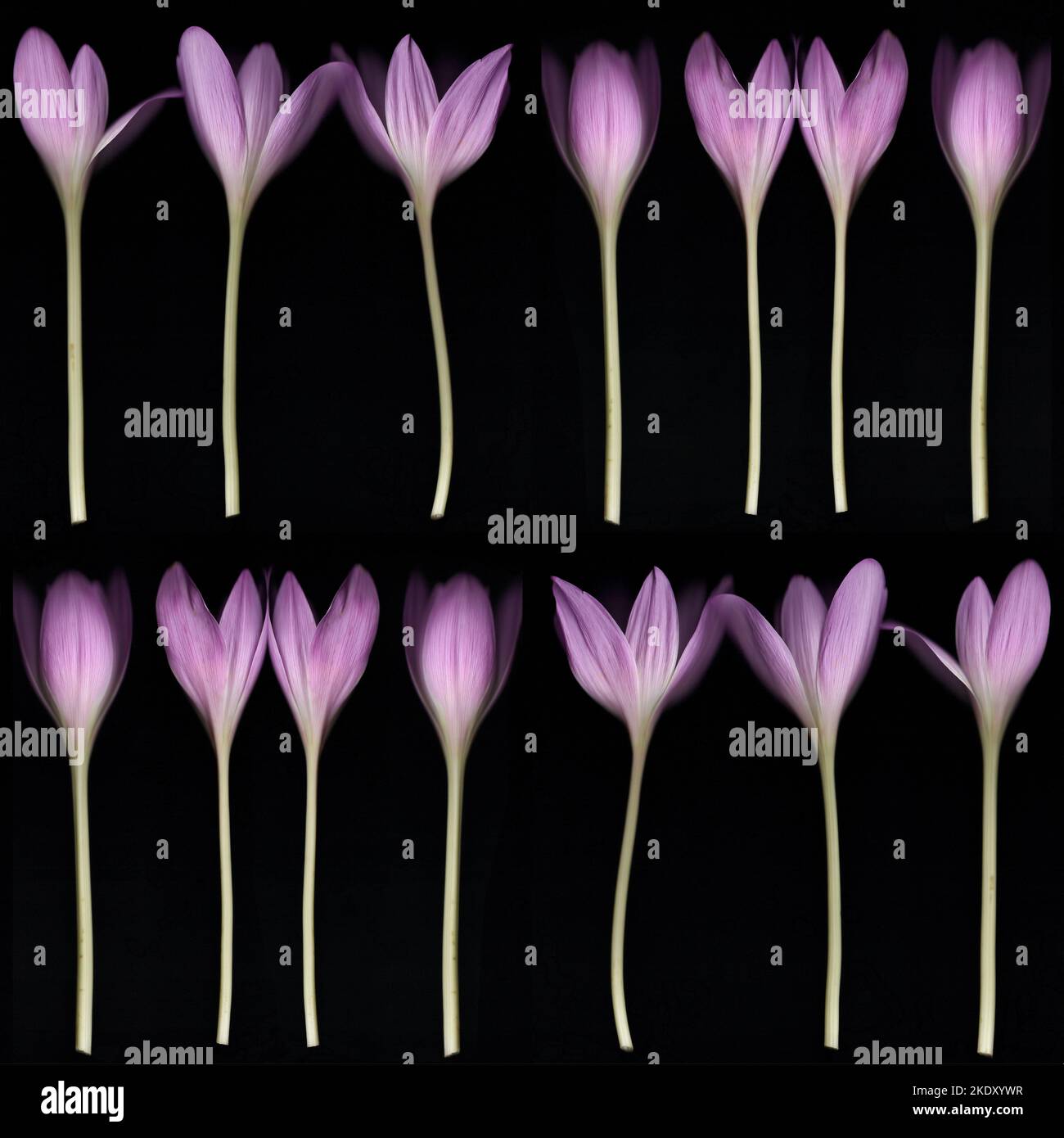 Motif rayé de crocus d'automne sans couture sur fond noir. Banque D'Images