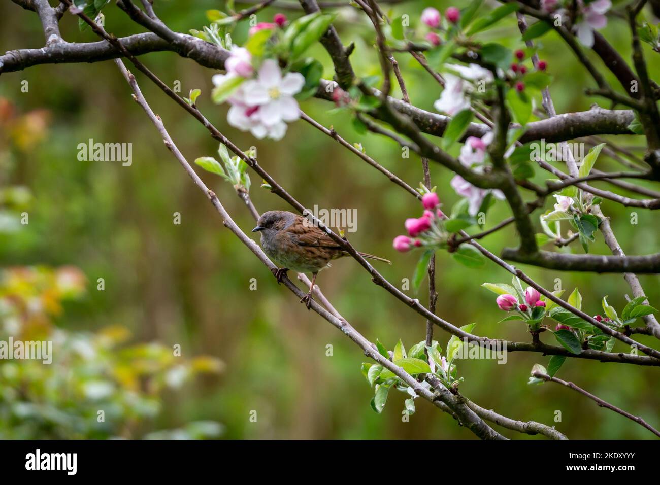 Un Prunella Modularis, communément appelé Dunnock, perché dans un pommier au printemps Banque D'Images