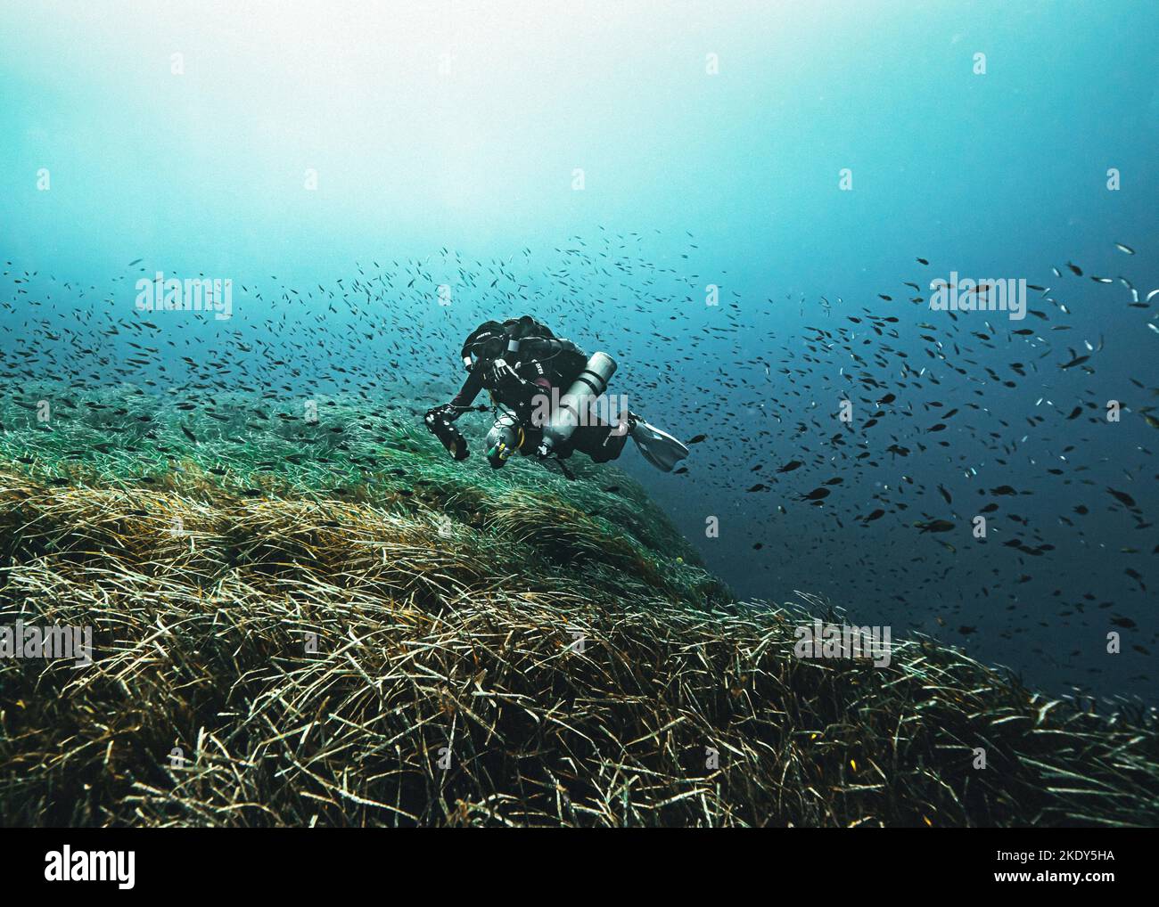 La vue sous-marine d'un plongeur technique explorant la vie marine Banque D'Images