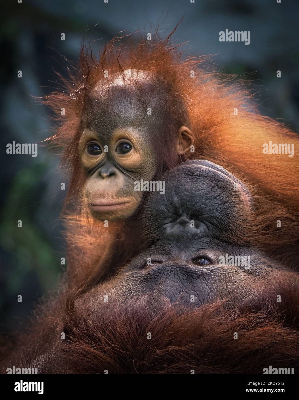 Le bébé orangutan punit maman pendant qu'il joue. Indonésie : CES IMAGES ADORABLES montrent un bébé orangé partageant avec amour un baiser avec sa mère. Orangutans gi Banque D'Images