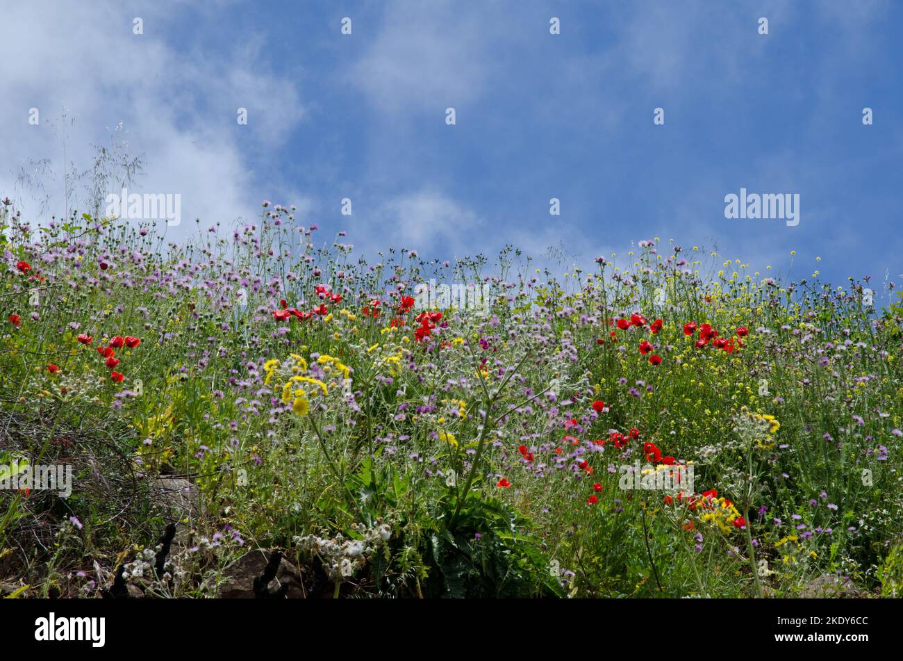 Coquelicot commun Papaver rhoeas, chardon-Marie violet Galates tomentosa et Sonchus acaulis. Paysage de Las Cumbres. Grande Canarie. Îles Canaries. Espagne. Banque D'Images