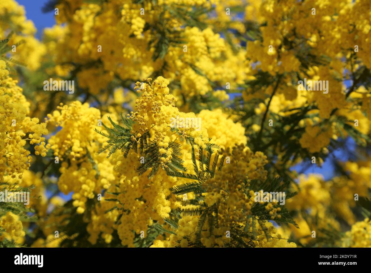 Un gros plan d'un arbre de rocacia dealbata avec des fleurs jaunes par une journée ensoleillée Banque D'Images