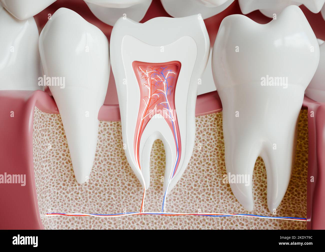Anatomie d'une dent avec dentition complète - 3D rendu Banque D'Images