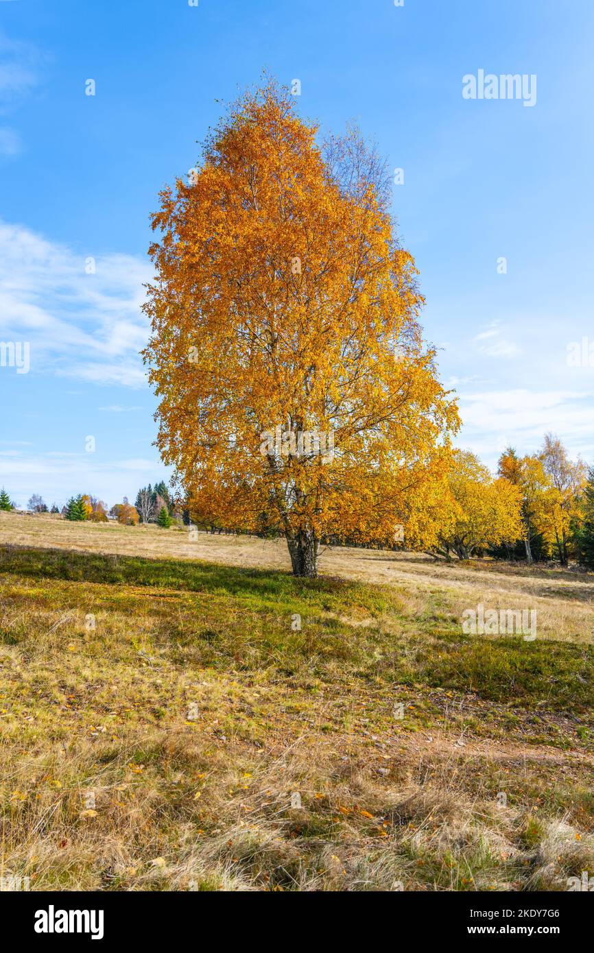 Bouleau solitaire dans les couleurs vives de l'automne. Automne nature. Montagnes de l'minerai, République tchèque Banque D'Images