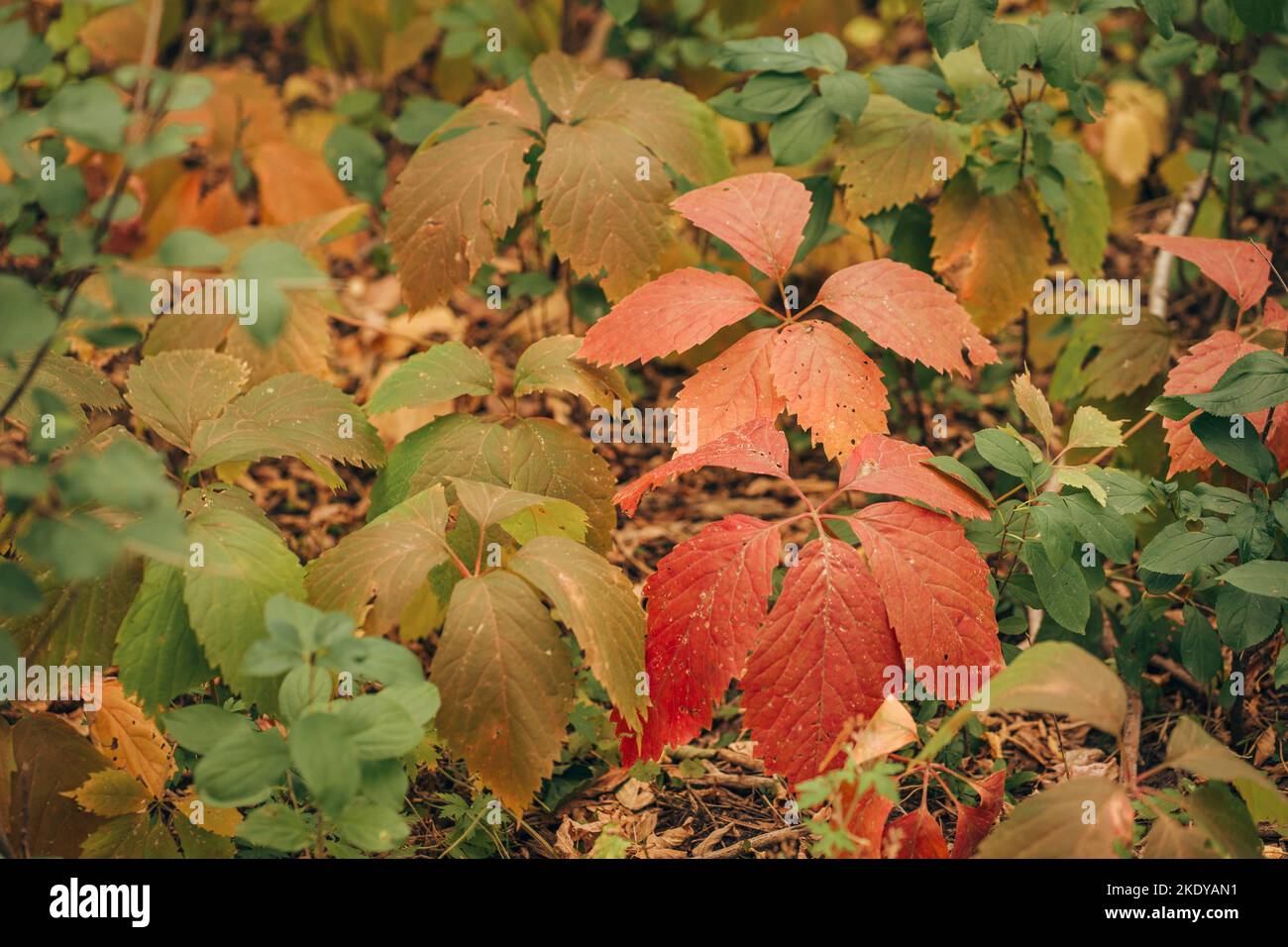 Un cliché spectaculaire de feuilles rouges de raisin Girlish à cinq feuilles au milieu de feuilles vertes Banque D'Images Un cliché spectaculaire de feuilles rouges de raisin Girlish à cinq feuilles au milieu de feuilles vertes Banque D'Images