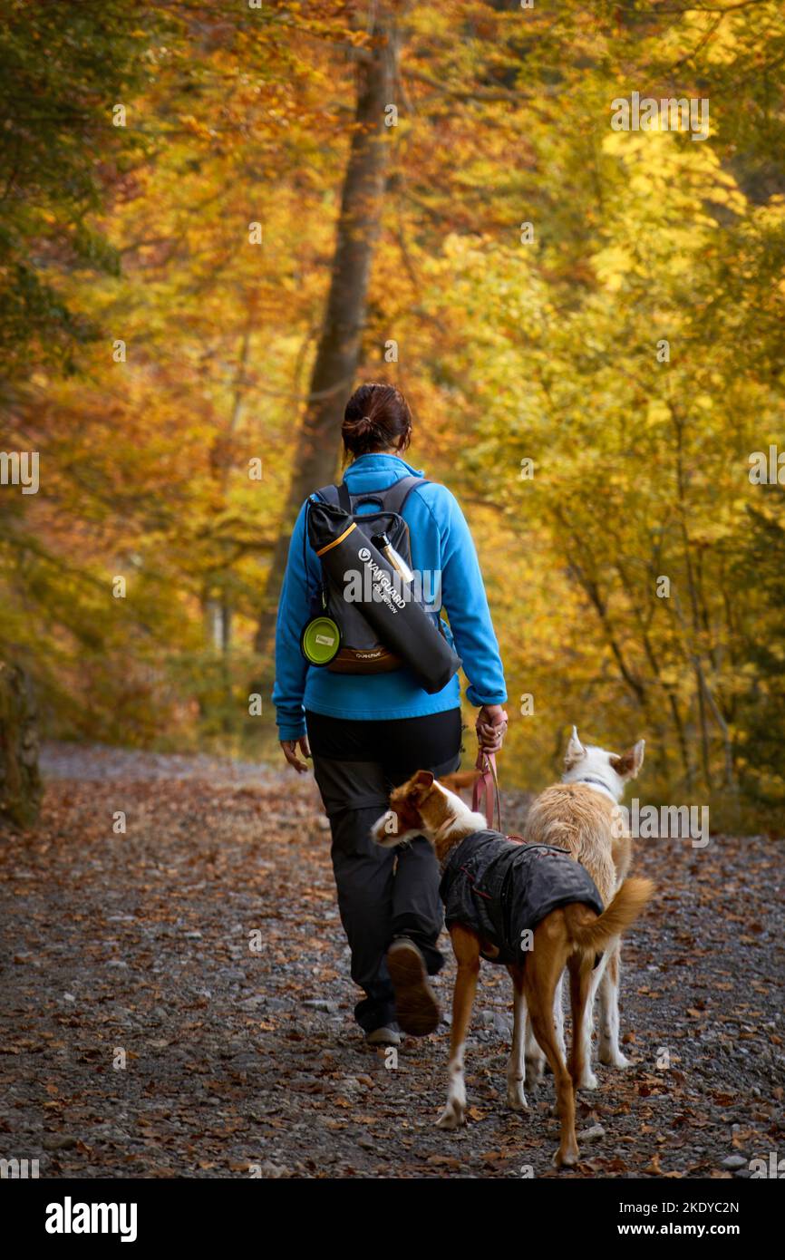Femme avec deux chiens podienco marchant dans le parc national d'Ordesa en automne Banque D'Images