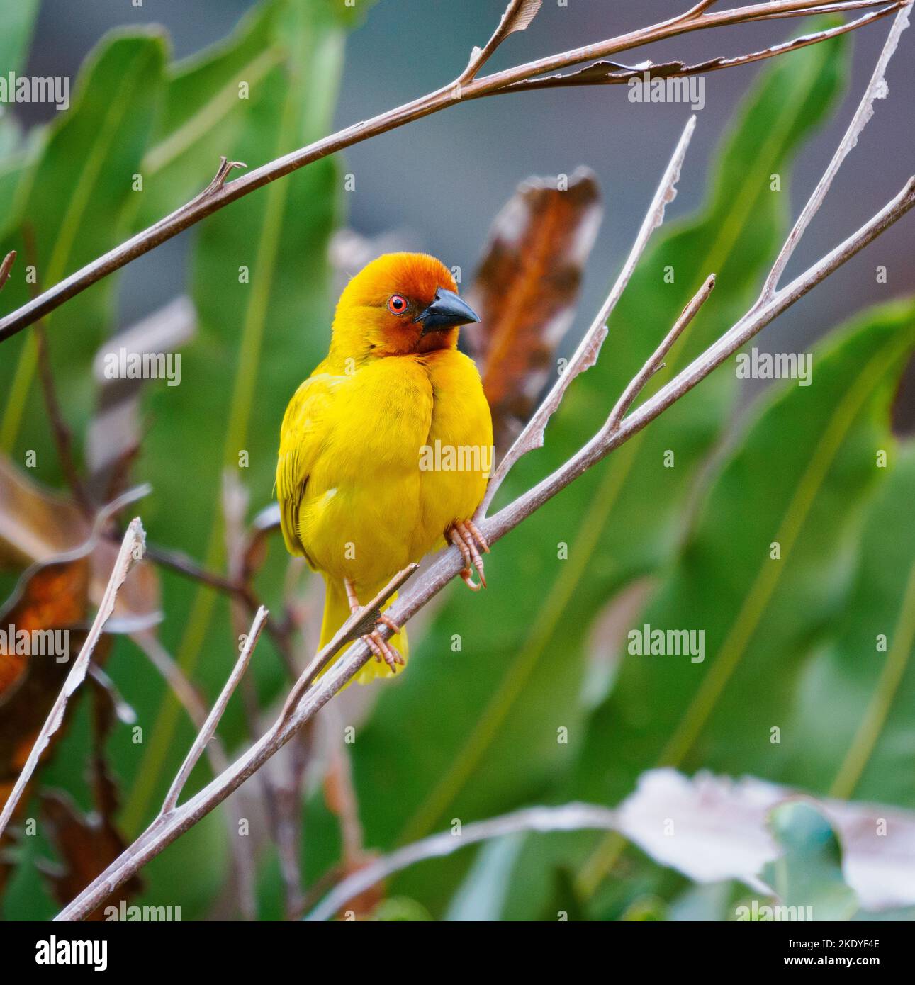 Le Weaver jaune Ploceus subaureus nichant dans des arbustes bas au-dessus d'une petite piscine dans le sud du Kenya Banque D'Images