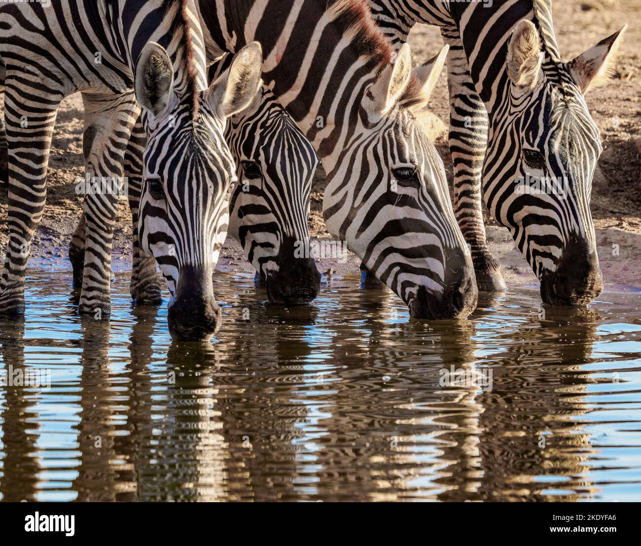 Plains Zebra Equus quagga boire dans un trou d'eau du parc national de Tsavo, Kenya Banque D'Images