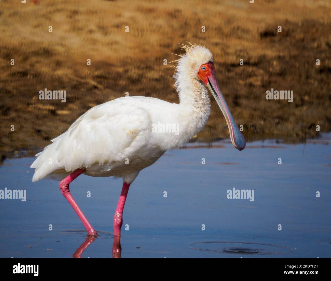 Le spaonbill africain Platalea alba se fore dans un grand trou d'eau dans le parc national de Tsavo East au Kenya Banque D'Images