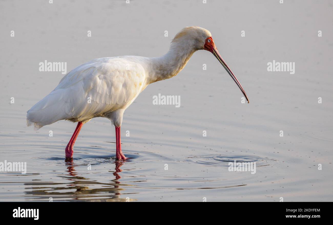 Le spaonbill africain Platalea alba se fore dans un grand trou d'eau dans le parc national de Tsavo East au Kenya Banque D'Images