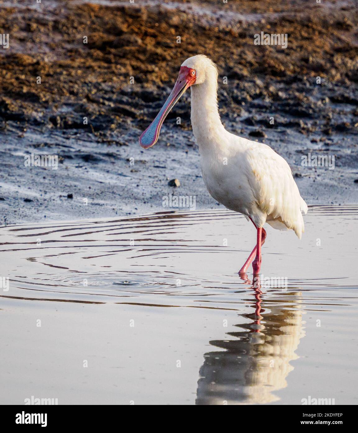 Le spaonbill africain Platalea alba se fore dans un grand trou d'eau dans le parc national de Tsavo East au Kenya Banque D'Images