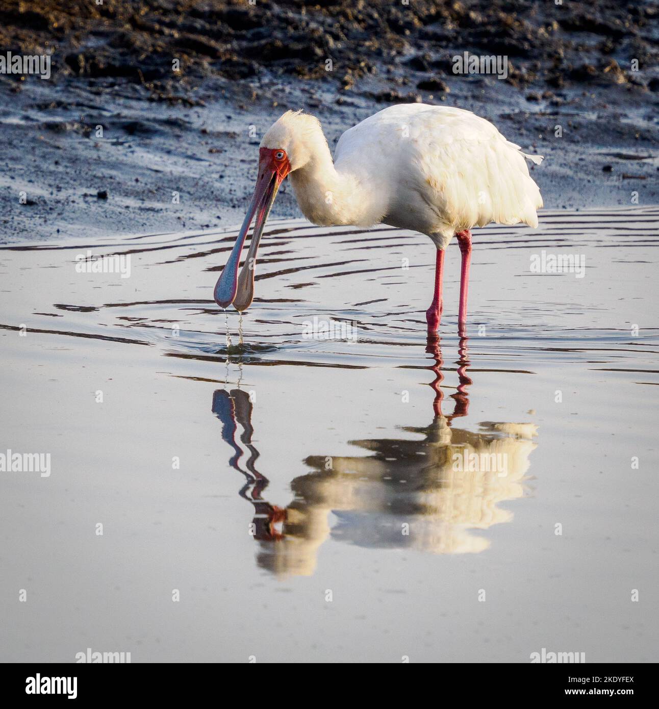 Le spaonbill africain Platalea alba se fore dans un grand trou d'eau dans le parc national de Tsavo East au Kenya Banque D'Images