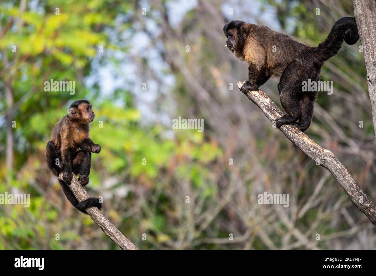 Deux singes capucins en haut d'une branche se regardant l'un vers l'autre Banque D'Images