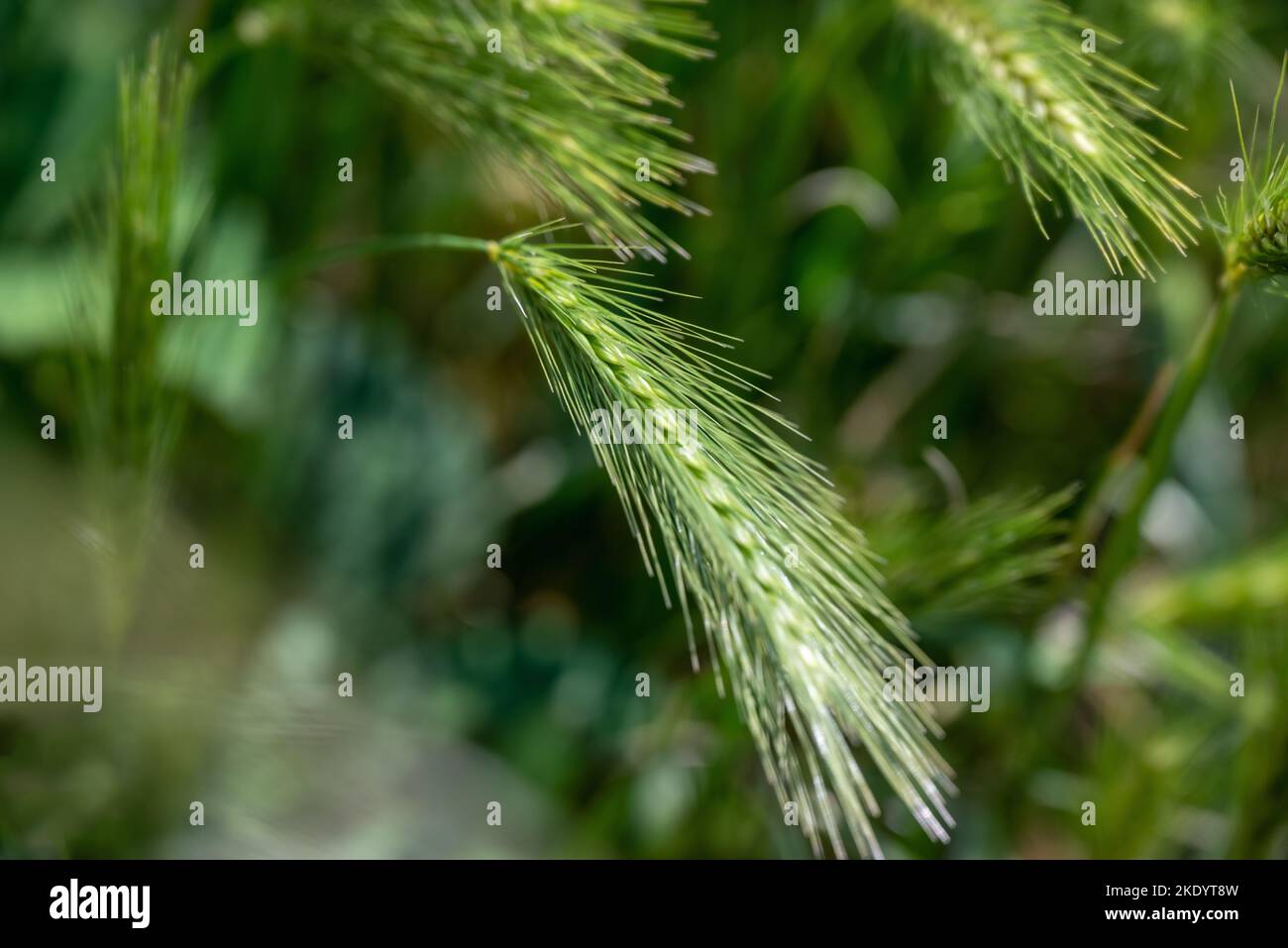 Nouvelles oreilles de blé au printemps. Banque D'Images