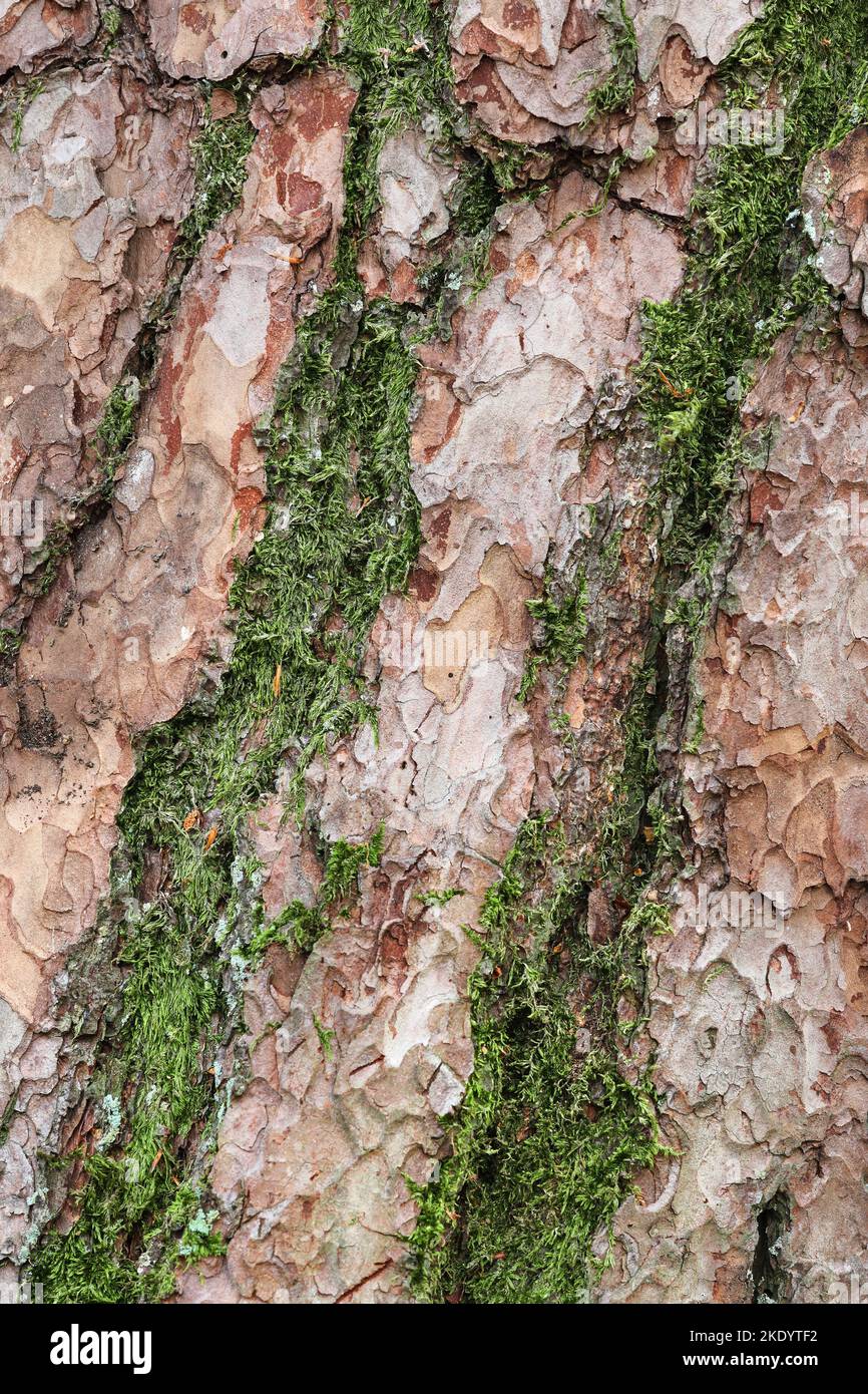 PIN d'Écosse (Pinus sylvestris) Bark avec mousse poussant dessus, Royaume-Uni Banque D'Images