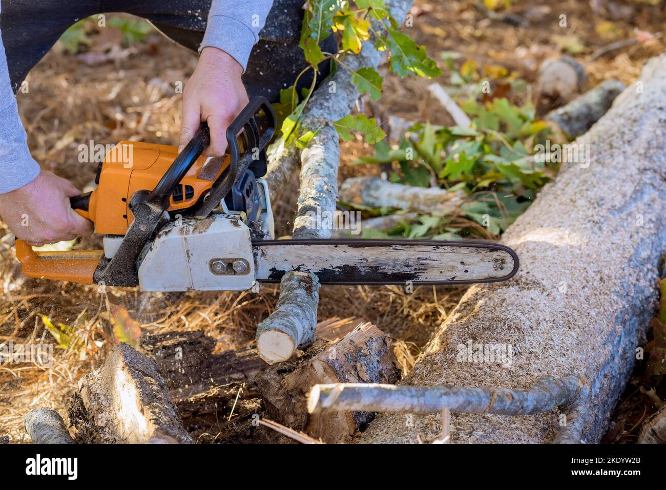 Homme de construction coupant des arbres avec une forêt défrichement pour une nouvelle maison à l'aide d'une tronçonneuse Banque D'Images