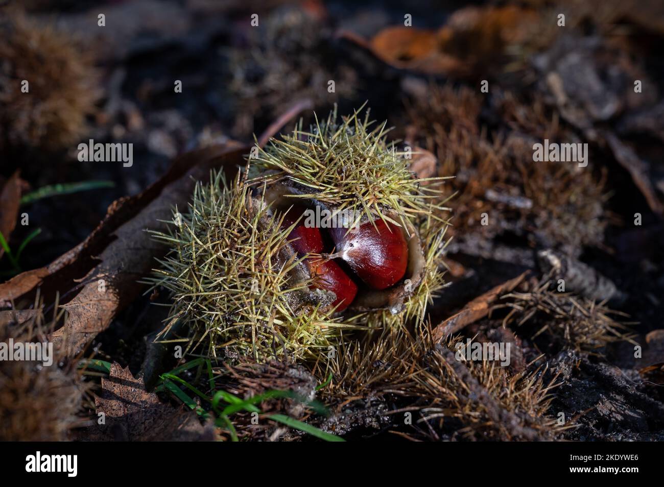 Sweet Chestnut, Virginia Water - Windsor Great Park, Londres Banque D'Images