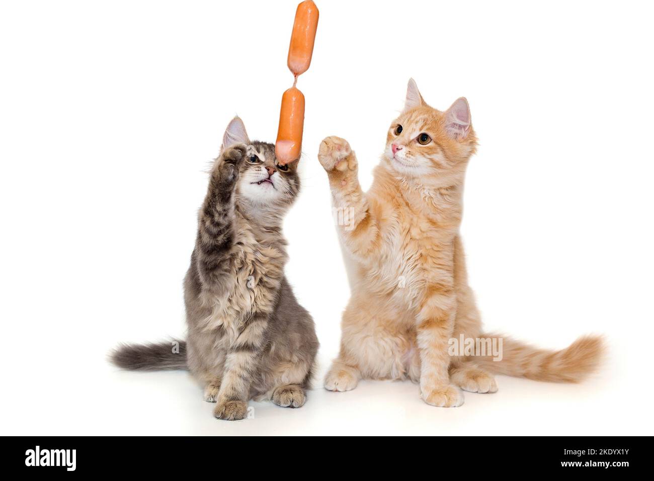 Chaton gris et rouge jouant avec des saucisses, isolé sur fond blanc Banque D'Images
