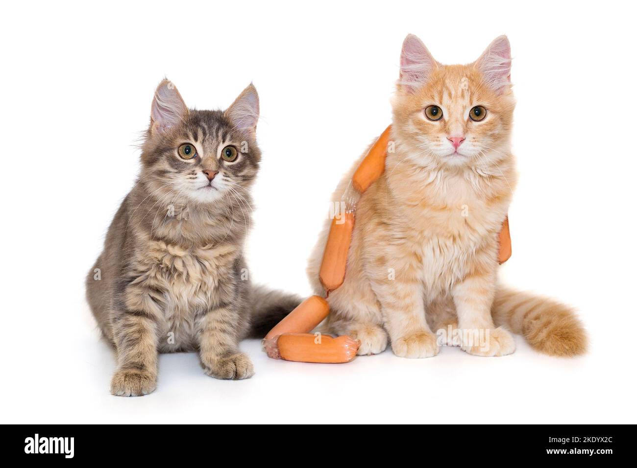 Chaton gris et rouge jouant avec des saucisses, isolé sur fond blanc Banque D'Images