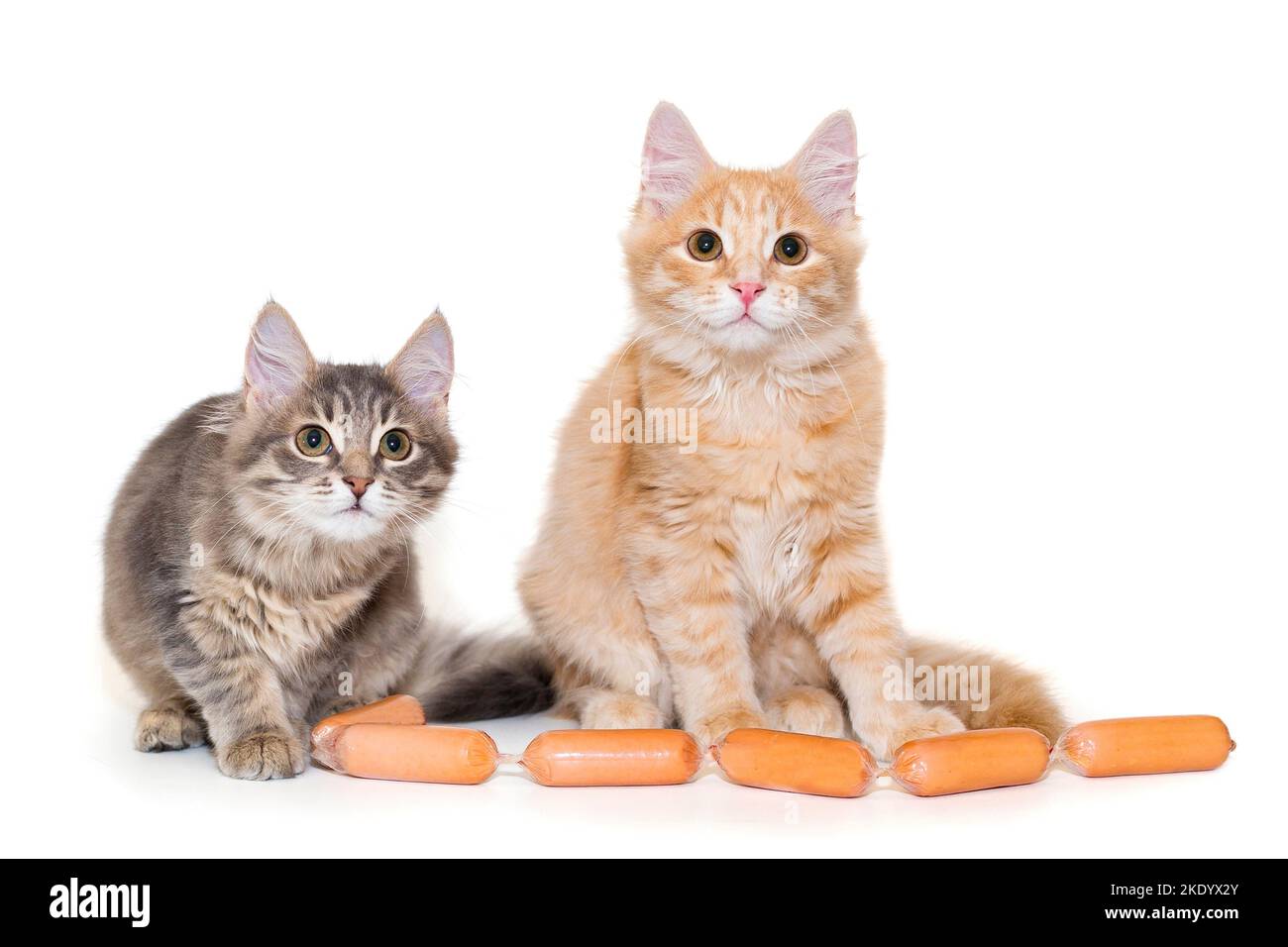 Chaton gris et rouge et saucisses, isolés sur fond blanc Banque D'Images