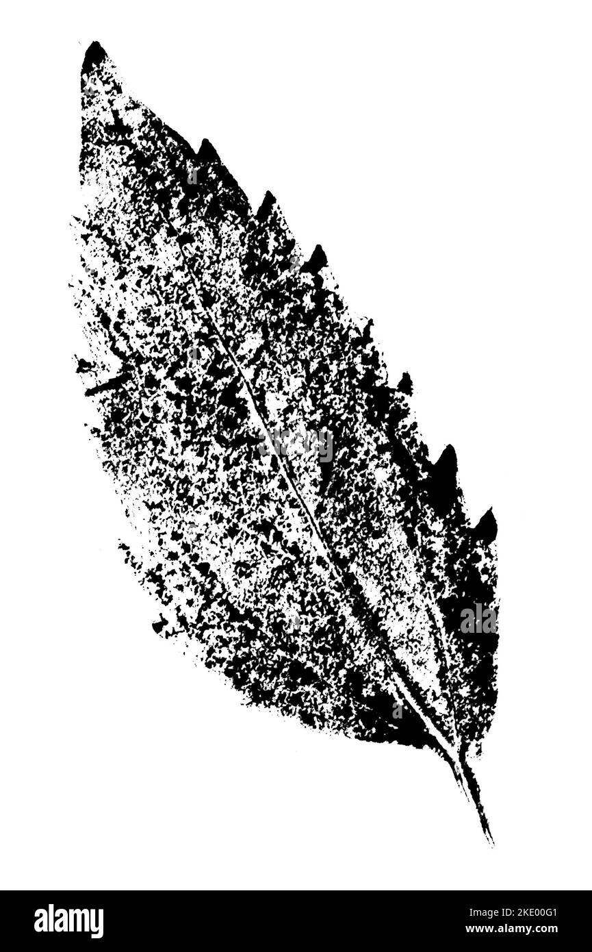 Feuille imprimée avec de l'encre. Pour les dessins sur la nature, les plantes, la vie. Noir isolé sur blanc Banque D'Images