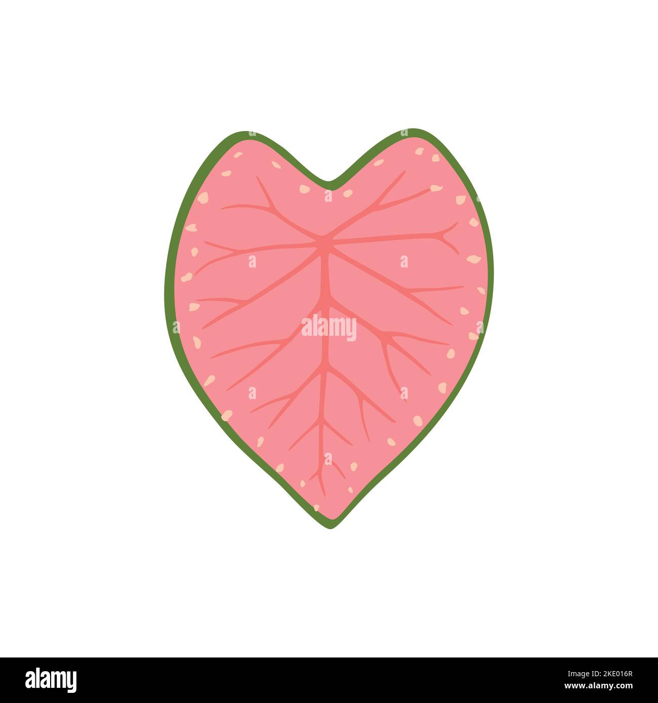Feuille en forme de coeur rose bicolore de Caladium avec bordure verte Illustration de Vecteur