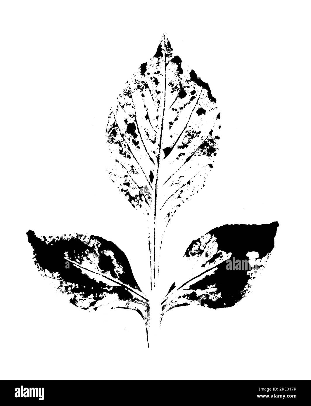 Feuille imprimée avec de l'encre. Pour les dessins sur la nature, les plantes, la vie. Noir isolé sur blanc Banque D'Images