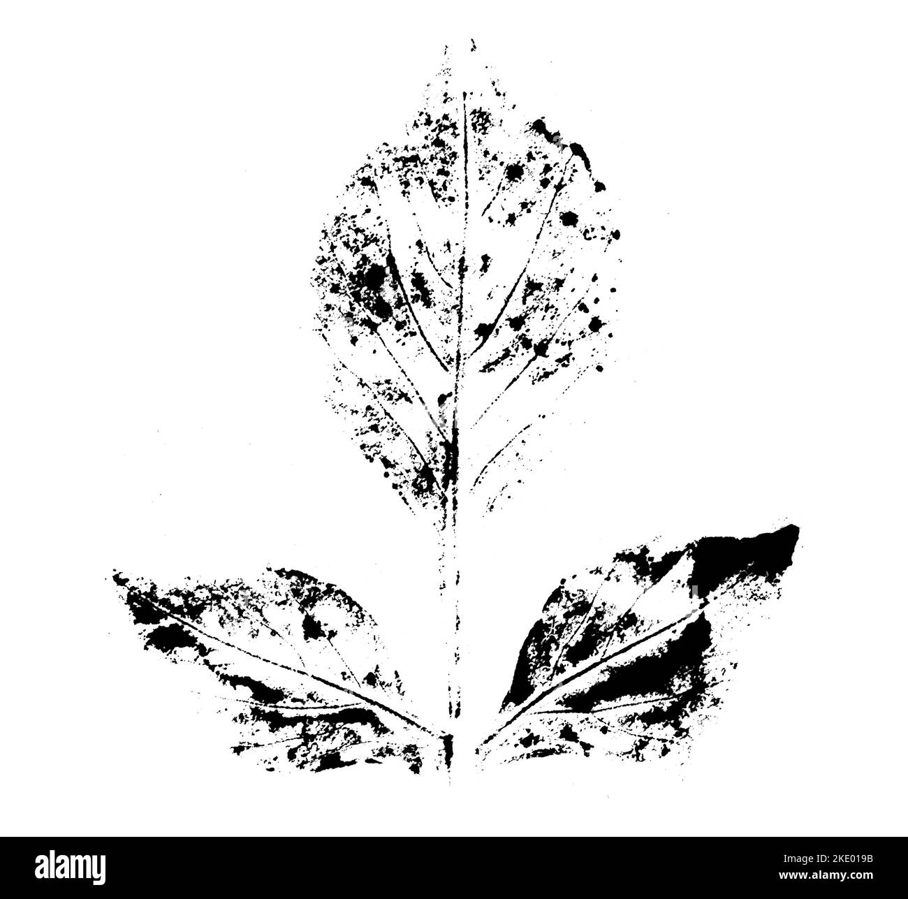 Feuille imprimée avec de l'encre. Pour les dessins sur la nature, les plantes, la vie. Noir isolé sur blanc Banque D'Images