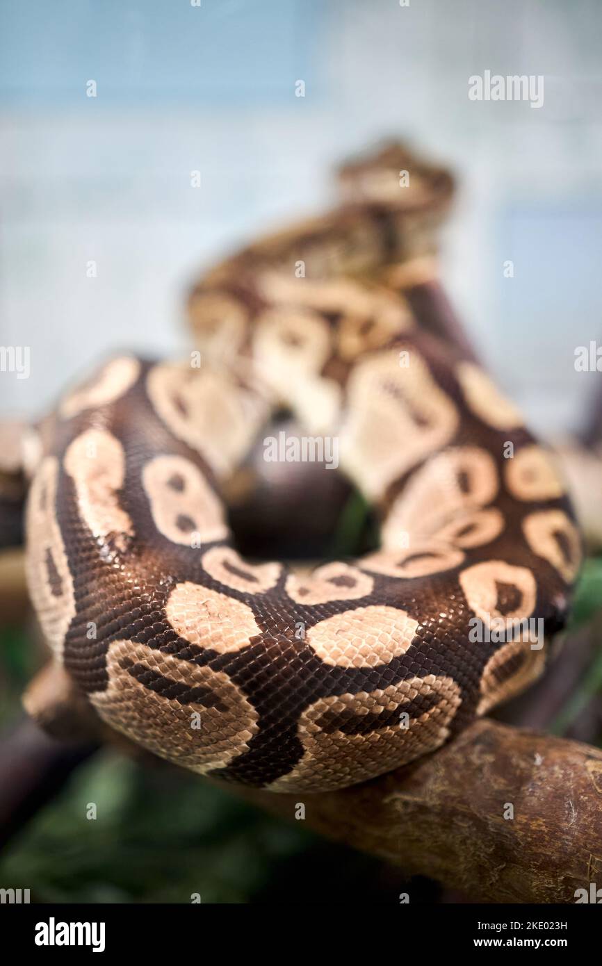 Python de boule ou python royal regius python natif de l'Afrique de l'Ouest et du Centre prairies srublands forêts. Plus petit python africain. Boucles de python Banque D'Images