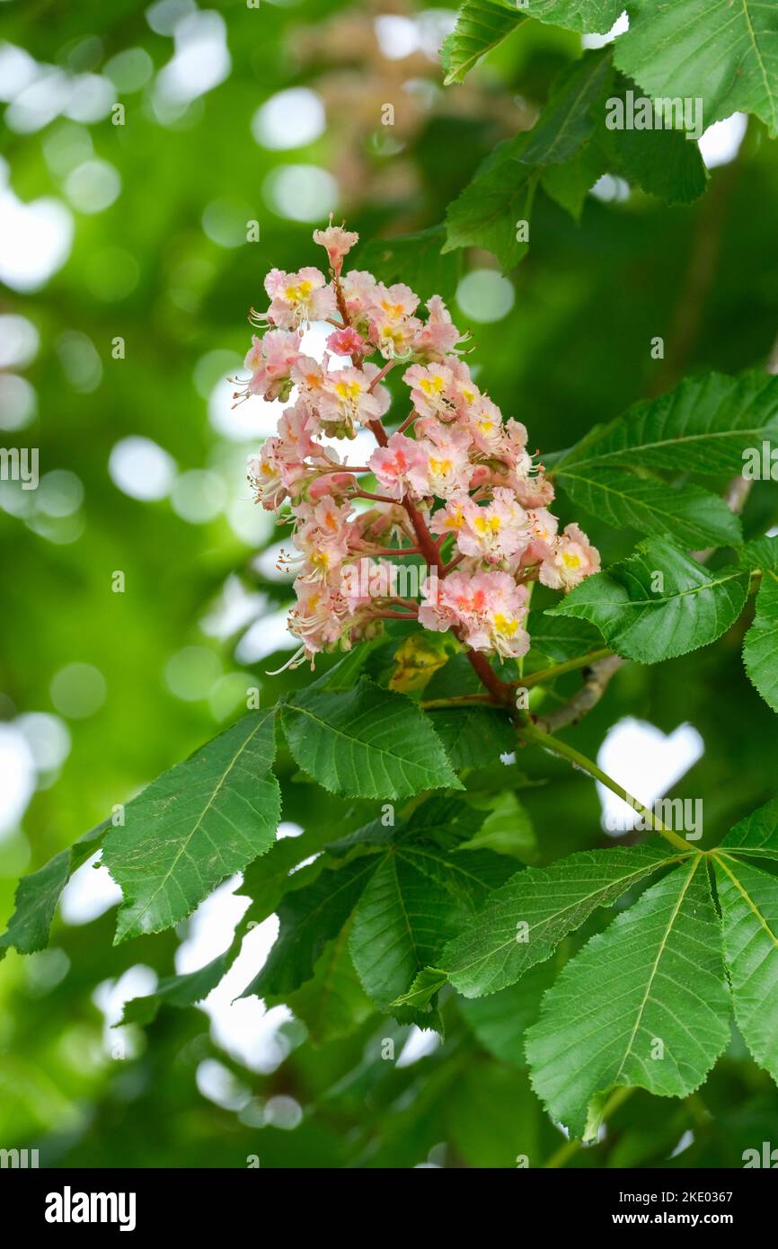 Aesculus × carnée Plantierensis, Aesculus plantierensis, arbre à cheval à fleurs roses, châtaignier rouge damassé Banque D'Images