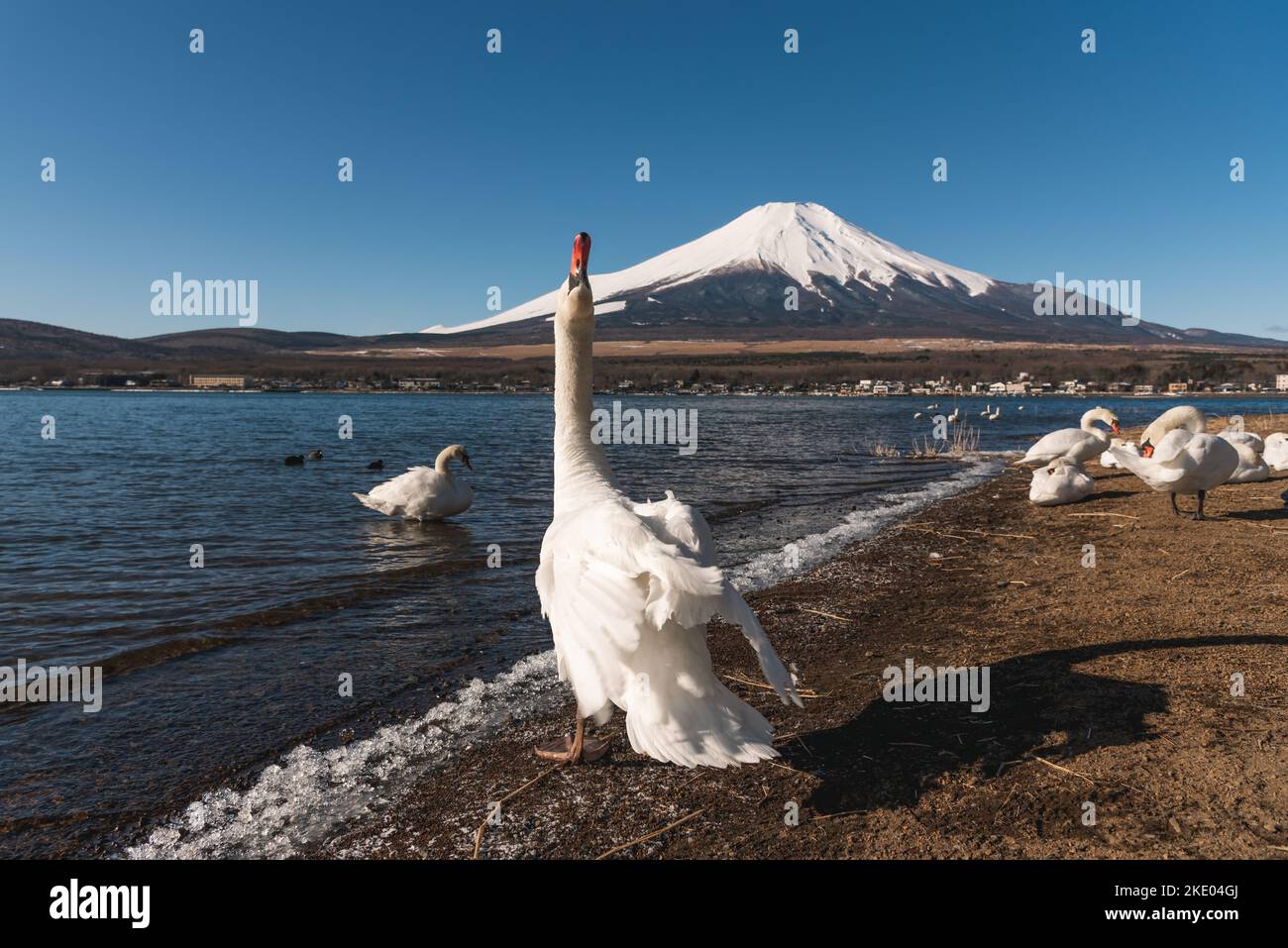 Mont Fuji avec le cygne au lac Yamanaka en hiver au Japon. Banque D'Images