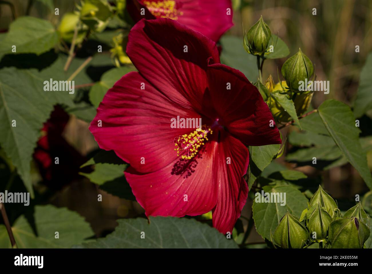 Hibiscus moscheutos Sud Belle hibrid Banque D'Images