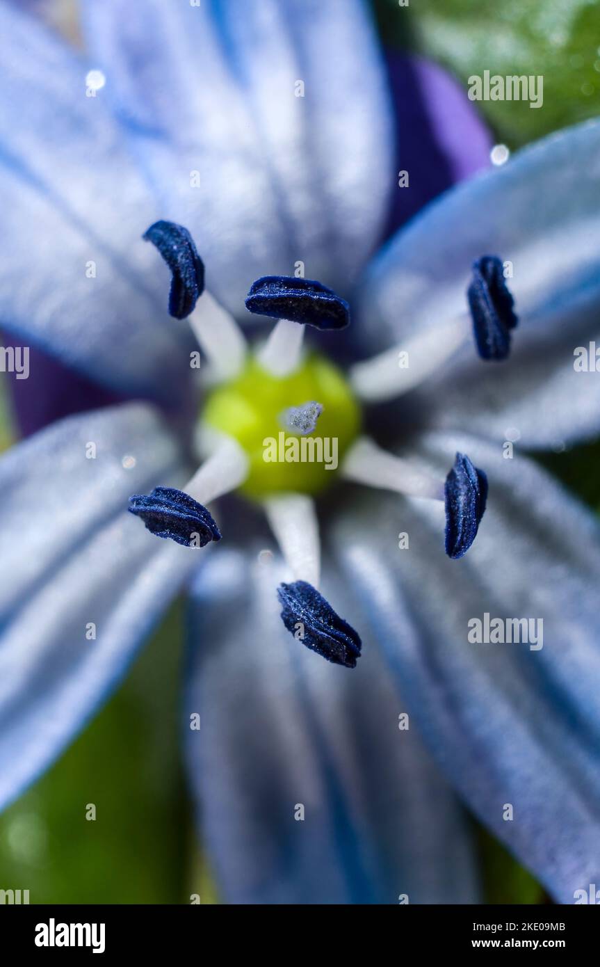 bluebell flowers (Scilla sibirica).macro photographie.Europe.Ukraine. Banque D'Images