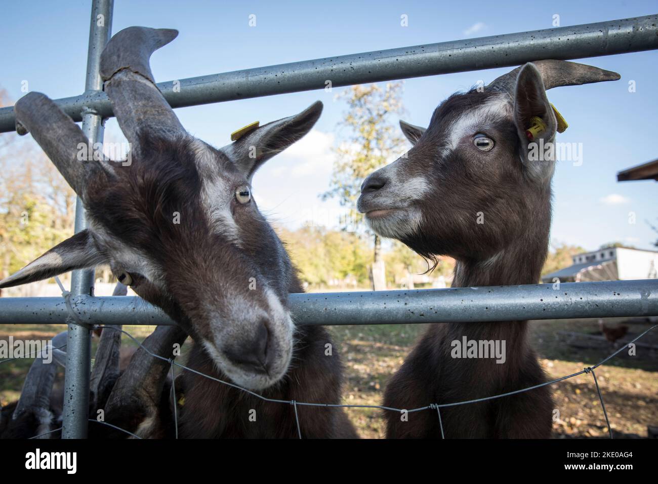 Chèvres sur un pâturage près de Schermbeck sur le Bas Rhin, Rhénanie-du-Nord-Westphalie, Allemagne. Ziegen auf einer Weide BEI Schermbeck am Niederrhein, Nordrhei Banque D'Images