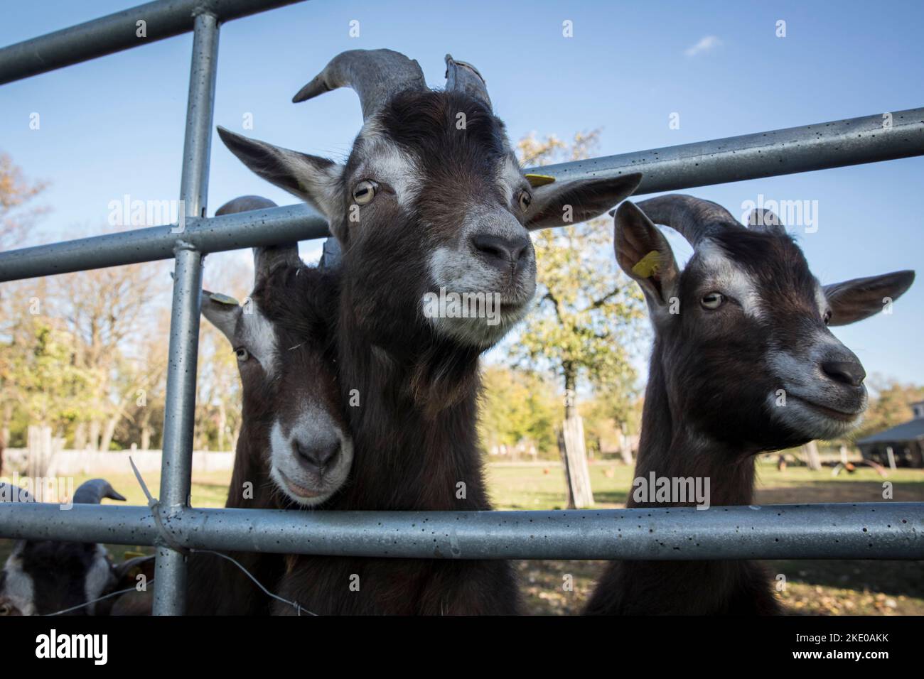 Chèvres sur un pâturage près de Schermbeck sur le Bas Rhin, Rhénanie-du-Nord-Westphalie, Allemagne. Ziegen auf einer Weide BEI Schermbeck am Niederrhein, Nordrhei Banque D'Images