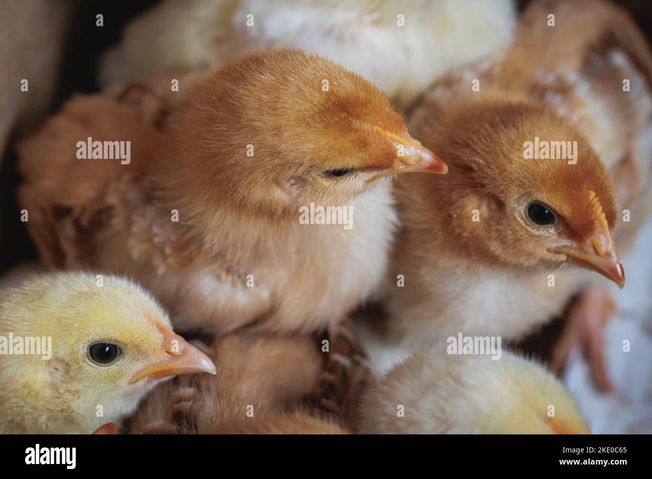 Poussins dans une ferme de poulet en Pologne Banque D'Images