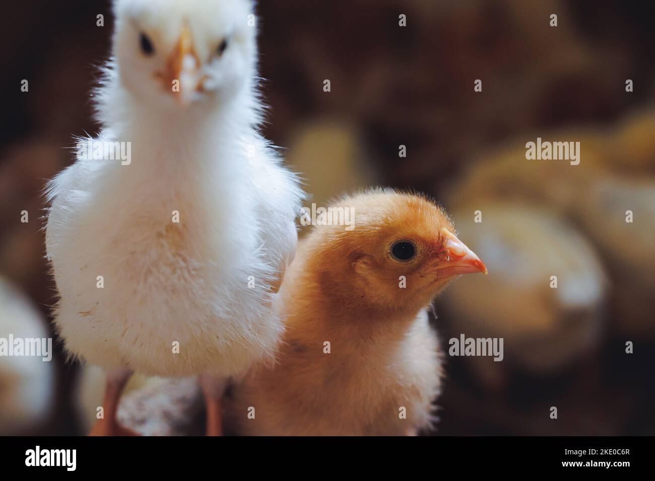 Poussins dans une ferme de poulet en Pologne Banque D'Images