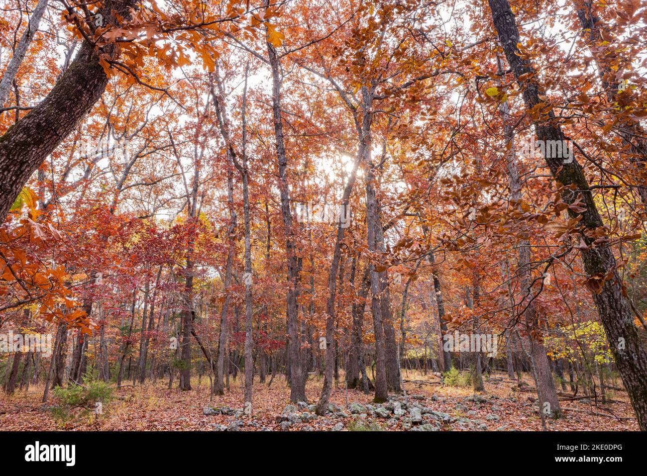 Vue imprenable sur la couleur automnale d'un sentier de randonnée dans le parc national du lac des Ozarks, au Missouri Banque D'Images