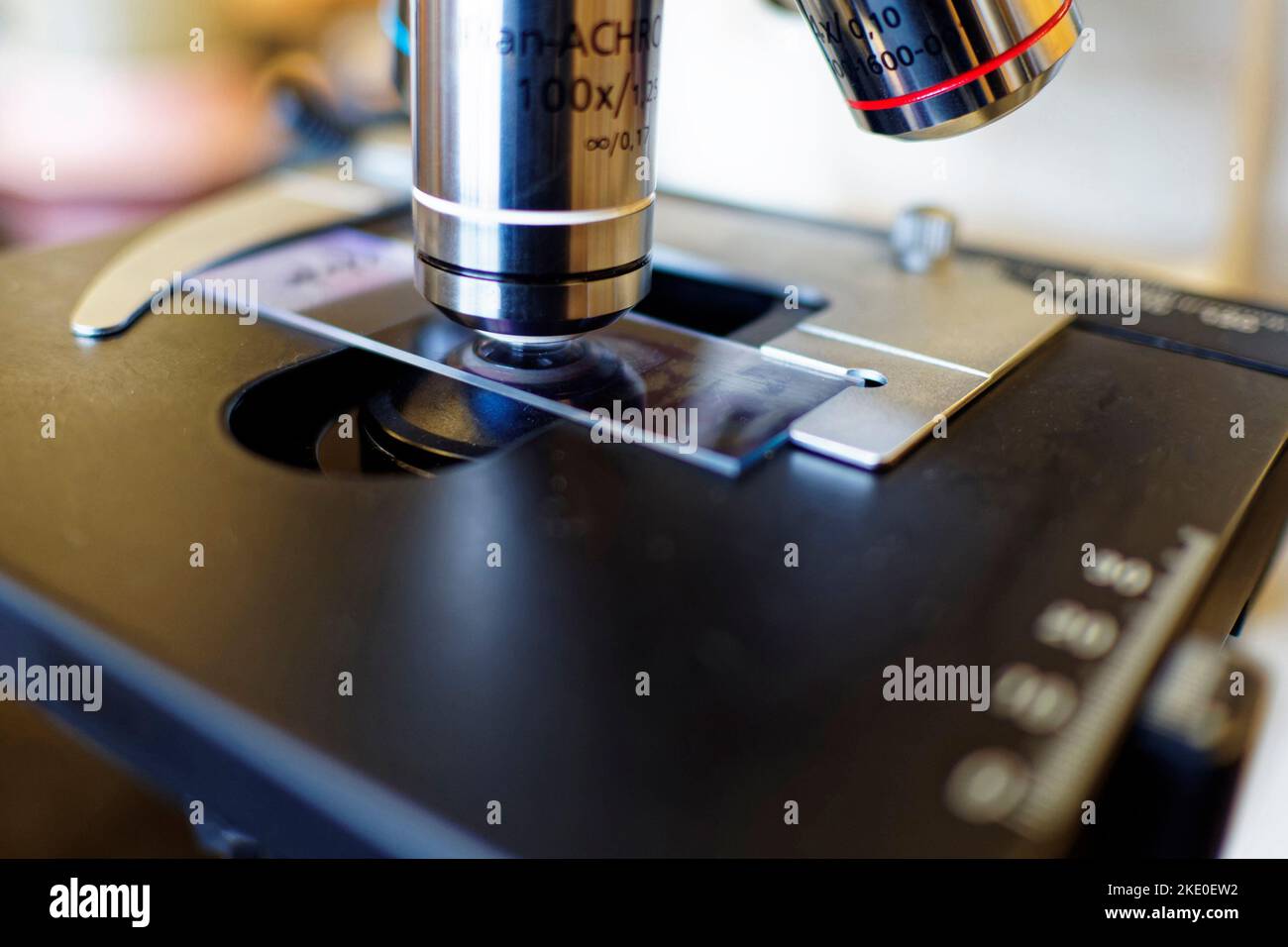 Un gros plan d'une lame fixe et l'objectif d'un microscope léger. L'objectif utilisé est l'immersion d'huile, 1000x. Banque D'Images